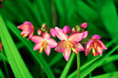 spathoglottis plicata pembe Orkide Bahçe.