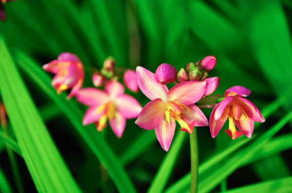 Spathoglottis Orchidées roses plicates dans le jardin . — Photo