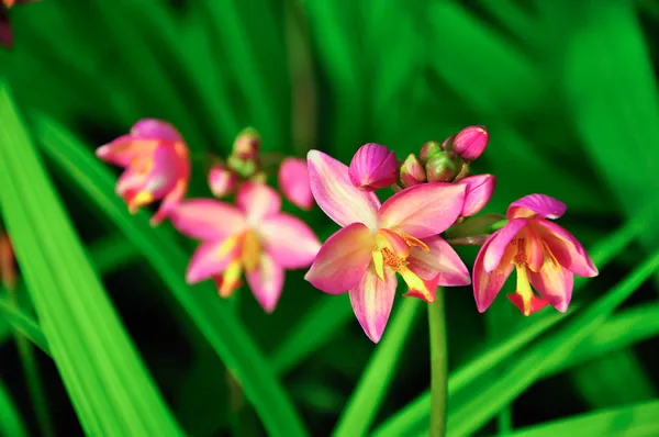 Flor de orquídea de chão Fotos de Stock, Flor de orquídea de chão Imagens  sem royalties | Depositphotos