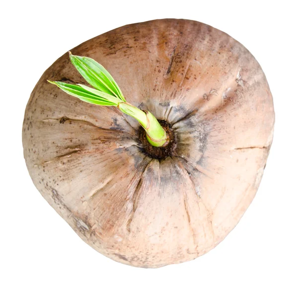 Brote de coco aislado sobre fondo blanco — Foto de Stock