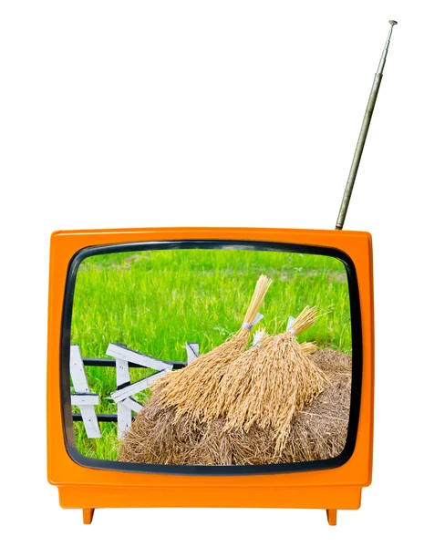 Pirinç çeltik Yasemin demet — Stok fotoğraf