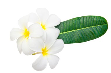 Plumeria çiçeği ve yaprağı 