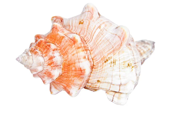 조가 비 바다 조개 껍질 — 스톡 사진