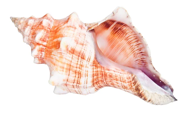 Оболонка морської мушлі — стокове фото
