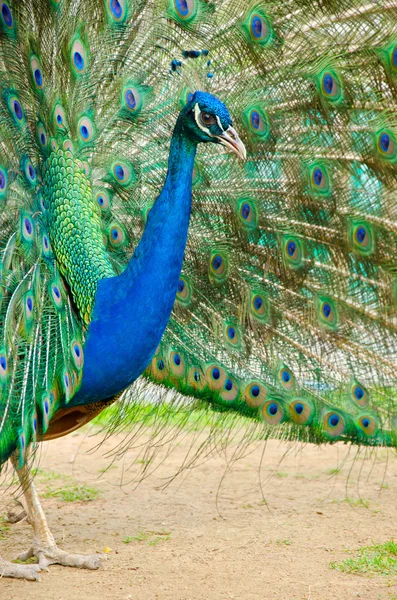 Peacock with Feathers Out — Stock Photo, Image