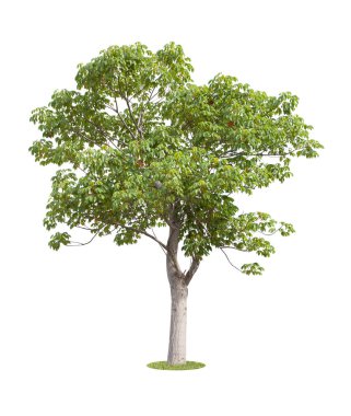 Taze yeşil ağaç beyaz arka planda izole edilmiş.