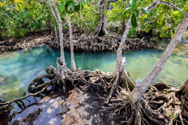 Tropikal ağaç kökleri ya da bataklık ormanlarındaki Tha pon mangrovları ve akan sular, Tayland, Krabi 'deki Klong Song Nam..