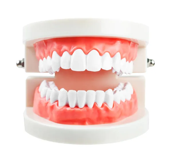 Model Zębów Izolowane Białym Tle Zapisać Ścieżkę Obcinania — Zdjęcie stockowe