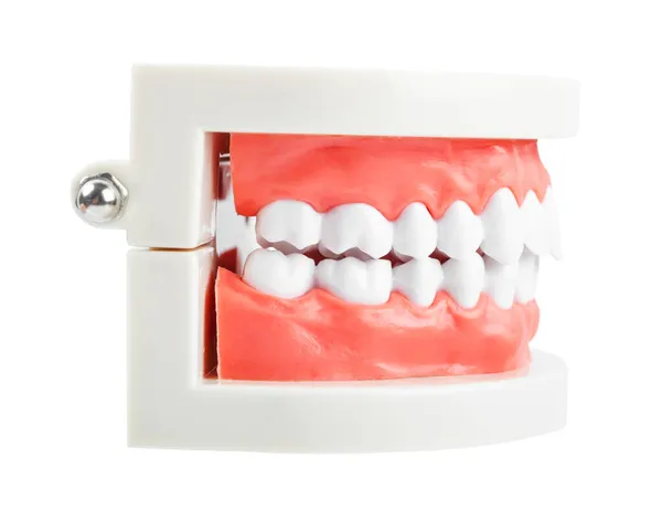 Modello Denti Isolato Sfondo Bianco Salvare Percorso Ritaglio — Foto Stock