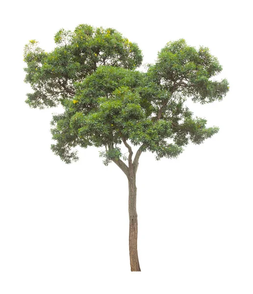Die Frische Großer Grüner Baum Isoliert Auf Weißem Hintergrund — Stockfoto