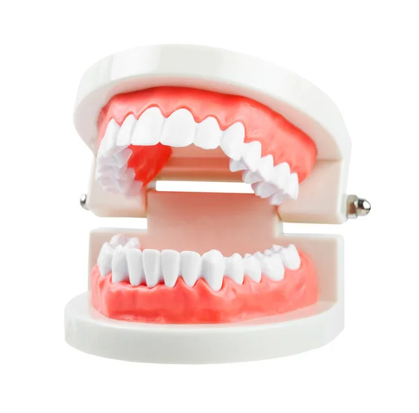 Diş Modeli Beyaz Arkaplanda Izole Edildi Kırpma Yolunu Kaydet — Stok fotoğraf