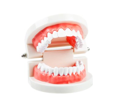 Diş modeli beyaz arkaplanda izole edildi, kırpma yolunu kaydet.