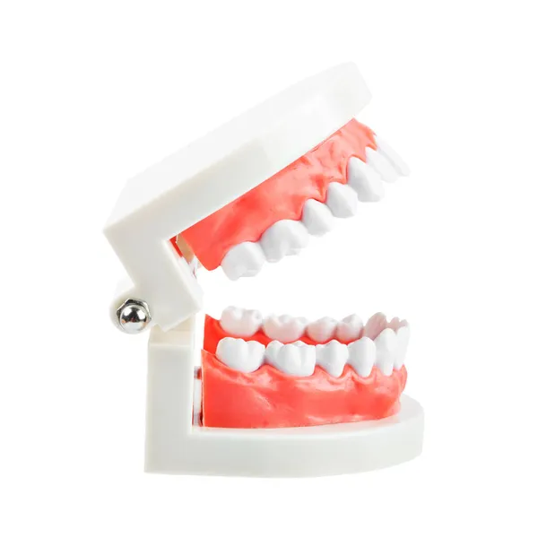 Model Zębów Izolowane Białym Tle Zapisać Ścieżkę Obcinania — Zdjęcie stockowe