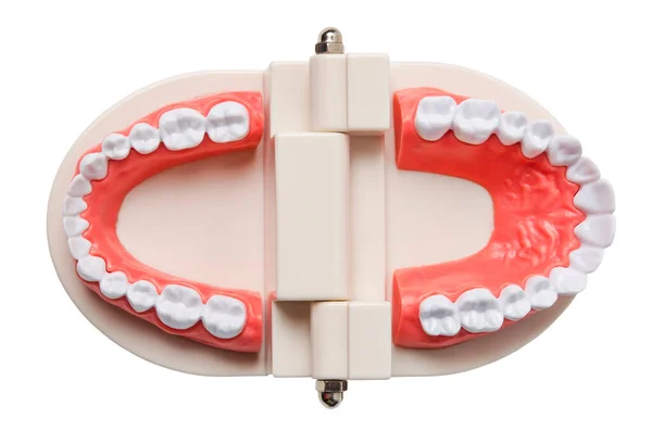 Modelo Dientes Aislados Sobre Fondo Blanco Guardar Ruta Recorte — Foto de Stock