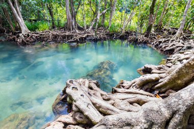 Tropikal ağaç kökleri ya da bataklık ormanlarındaki Tha pon mangrovları ve akan sular, Tayland, Krabi 'deki Klong Song Nam..