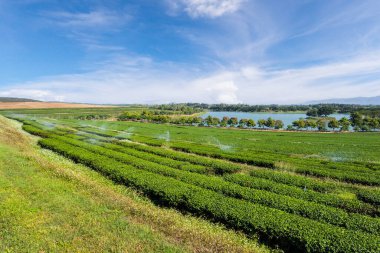 Tayland 'ın Chiang Rai bölgesinde mavi gökyüzü olan güzel bir çay çiftliği..
