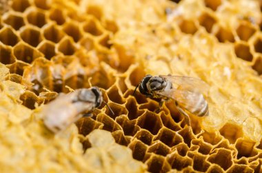 Bal peteğinde çalışan arılar makroyu kapatır.