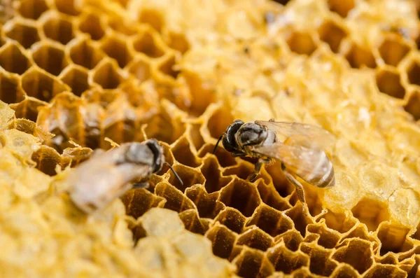Bal peteğinde çalışan arılar makroyu kapatır.