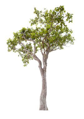 Beyaz arkaplanda izole edilmiş güzel yeşil ağaç, kırpma yolu.