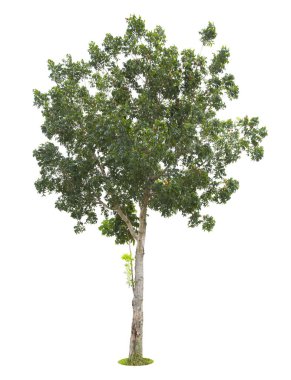Beyaz arkaplanda izole edilmiş güzel yeşil ağaç.