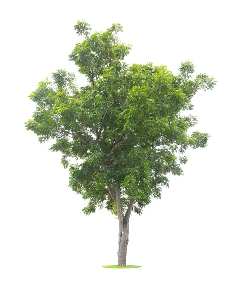 Mooie Groene Boom Geïsoleerd Witte Achtergrond — Stockfoto