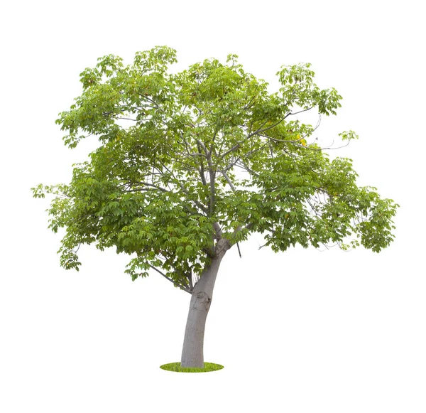 Beautiful Green Tree Isolated White Background Clipping Path - Stock-foto