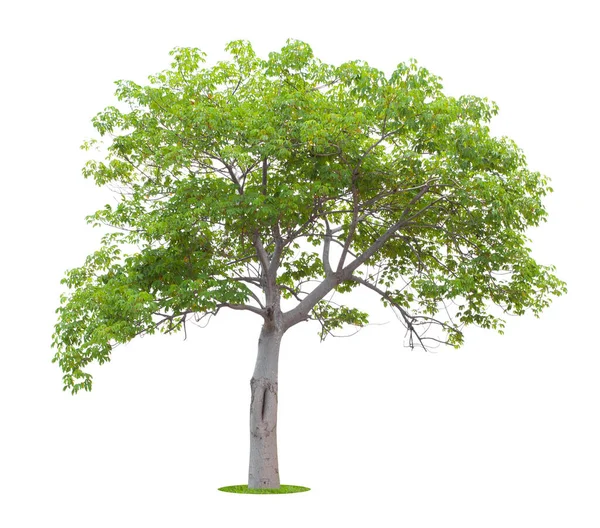 Beyaz Arkaplanda Izole Edilmiş Güzel Yeşil Ağaç Kırpma Yolu — Stok fotoğraf