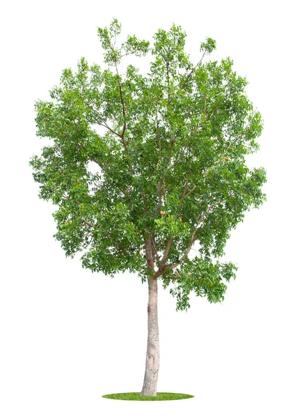 Mooie Groene Boom Geïsoleerd Witte Achtergrond — Stockfoto