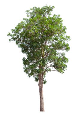 Beyaz arkaplanda izole edilmiş güzel yeşil ağaç.