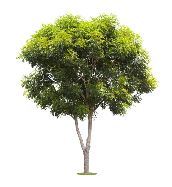 Mooie Groene Boom Geïsoleerd Witte Achtergrond — Stockfoto