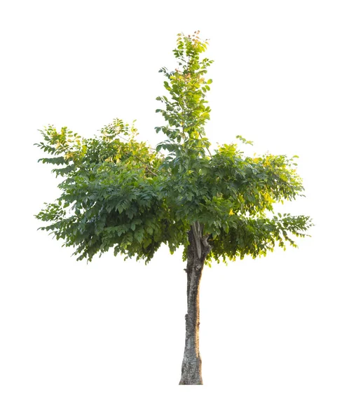 Freschezza Grande Albero Verde Isolato Sfondo Bianco — Foto Stock