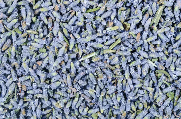 Flor Lavanda Seca Texturizada Como Fondo — Foto de Stock