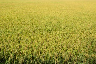 Çeltik pirinç tarlasında sarı yeşil pirinç