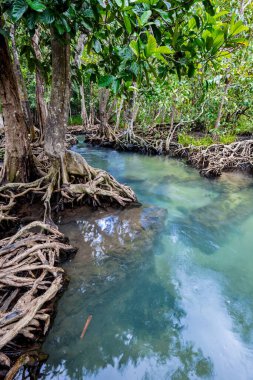 Tropikal ağaç kökleri ya da bataklık ormanlarındaki Tha pon mangrovları ve akan sular, Tayland, Krabi 'deki Klong Song Nam..