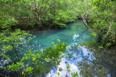 Tropikal ağaç kökleri ya da bataklık ormanlarındaki Tha pon mangrovları ve akan sular, Tayland, Krabi 'deki Klong Song Nam..