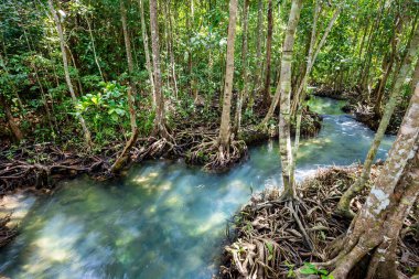 Tropikal ağaç kökleri ya da bataklık ormanlarındaki Tha pon mangrovları ve akan sular, Tayland, Krabi 'deki Klong Song Nam..