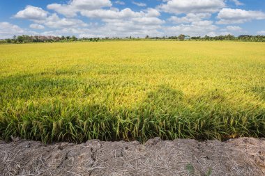 Pirinç tarlası ve mavi gökyüzü bulutları arka plan, Tayland.