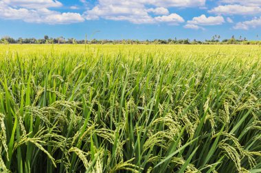 Pirinç tarlası ve mavi gökyüzü bulutları arka plan, Tayland.