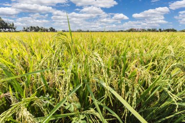 Pirinç tarlası ve mavi gökyüzü bulutları arka plan, Tayland.