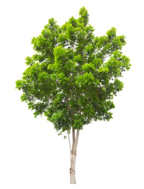 Tek Ağaç, kırpma yolu ile beyaz arkaplanda izole.