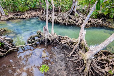 Tropikal ağaç kökleri ya da bataklık ormanlarındaki Tha pon mangrovları ve akan sular, Tayland, Krabi 'deki Klong Song Nam..