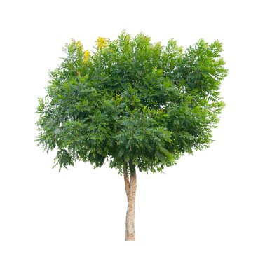 Tek Ağaç, kırpma yolu ile beyaz arkaplanda izole.