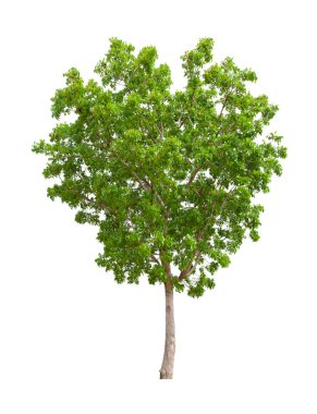 Tek Ağaç, kırpma yolu ile beyaz arkaplanda izole.