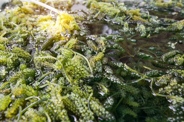 Gros Plan Sur Les Algues Vertes Bryopsida Caulerpa Lentillifera Raisins — Photo