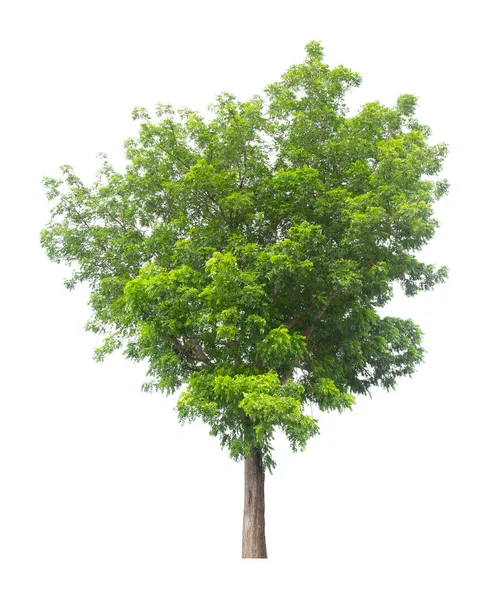 Arbre Unique Isolé Sur Fond Blanc Avec Chemin Coupe — Photo