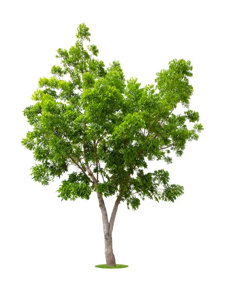 Tek Ağaç Kırpma Yolu Ile Beyaz Arkaplanda Izole — Stok fotoğraf