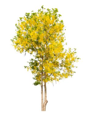 Cassia fistül ağacı veya Altın Duş Tayland Ulusal Ağacı ve beyaz arka planda izole edilmiş, kırpma yolunu kaydet.