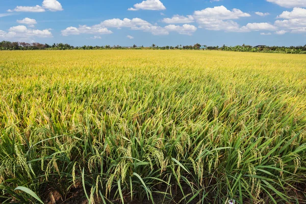 Pirinç tarlası ve mavi gökyüzü bulutları arka plan, Tayland.