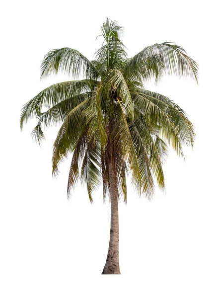 ココナッツの木は白い背景に隔離され クリッピングパスを保存します — ストック写真
