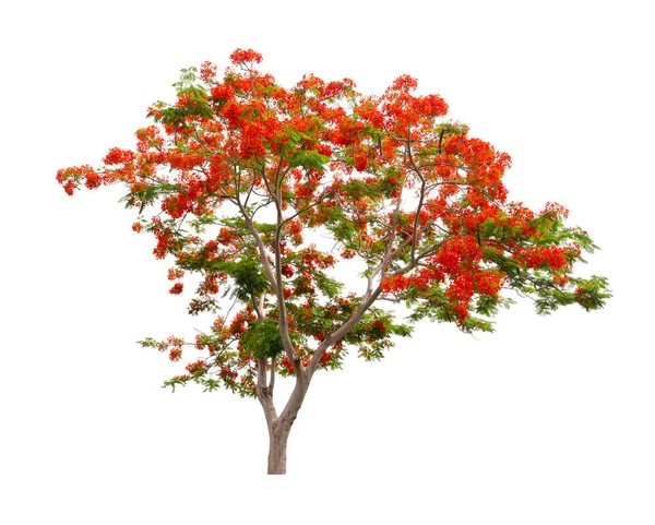 Δέντρο Flam Boyant Δέντρο Φλόγα Βασιλικό Δέντρο Poinciana Απομονώνονται Λευκό — Φωτογραφία Αρχείου